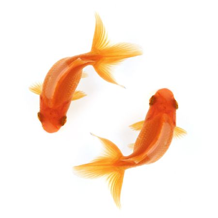 Two goldfish swimming in circles isolated on white, birdseye viewの写真素材