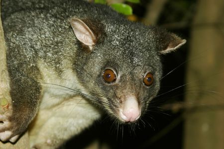 Close up of Possume in a tree