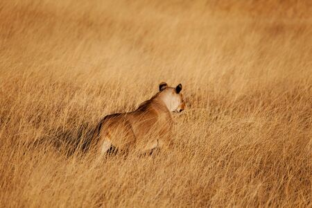 Female lion hunting in the long grass xxxl fileの写真素材