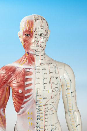Body section of Acupuncture Modelの写真素材