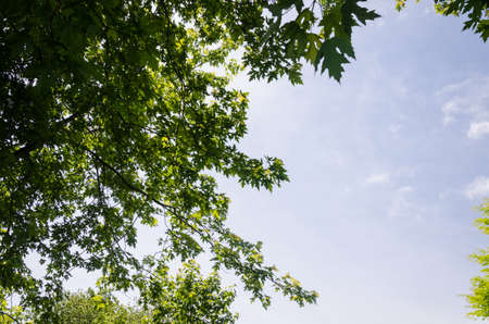 sunny under the tree