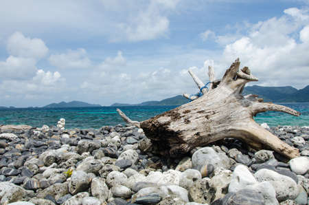 Dead wood on the stone beach の写真素材