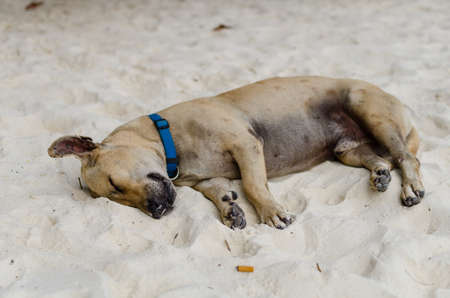 sleeping brown dog on the beachの写真素材