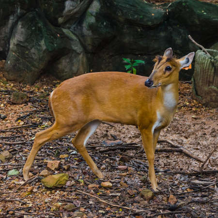 eld deerの写真素材