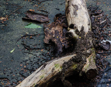 wet dead wood uprooted trunkの写真素材