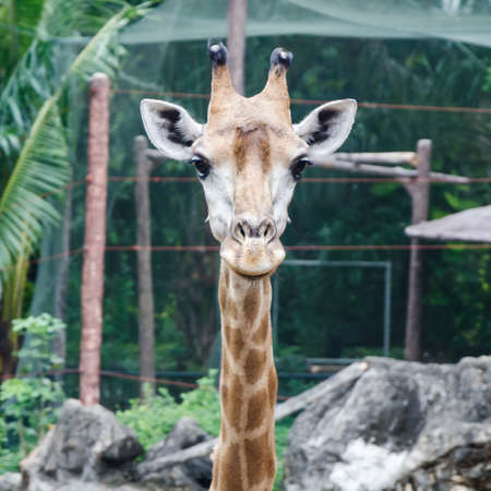 close up front face of giraffe in the zooの写真素材
