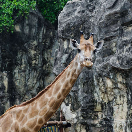 front face of giraffe with mount backgroundの写真素材