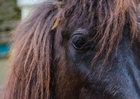 close up of brown horse eyeの写真素材