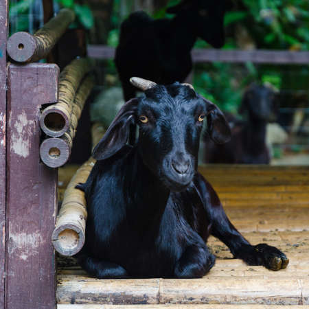 sitting black goat in the bamboo hutの写真素材