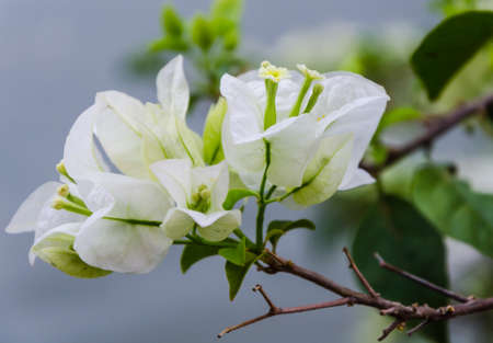 close up of white Bougainvillea flowerの写真素材