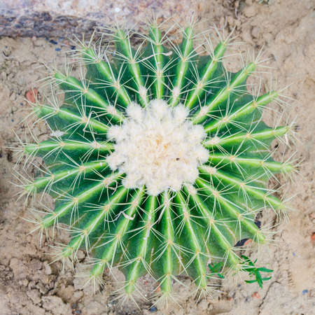 top view of cactus on the desert