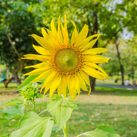 sun flower in the parkの写真素材