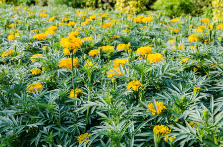 yellow flower field at King Rama9 Park, Bangkok , Thailandの写真素材
