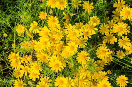 yellow flower field at King Rama9 Park, Bangkok , Thailandの写真素材