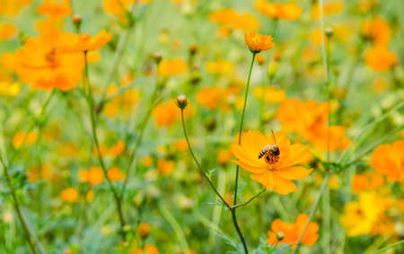 close up of bee with orange flower field