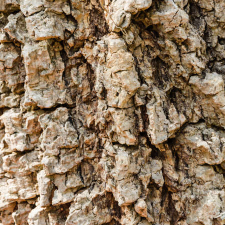 texture of tree bark