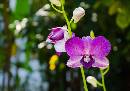 close up of purple orchidの写真素材
