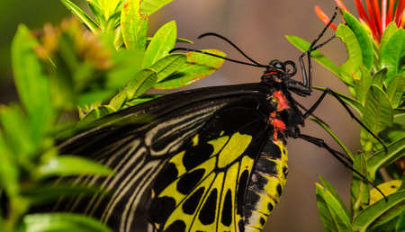 Golden Birdwing butterfly on the flowerの写真素材