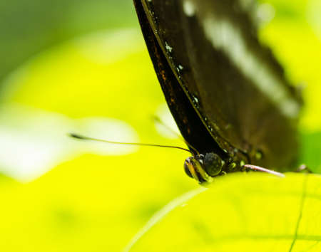 butterfly on the leaf