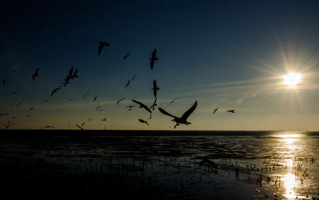 silhouette of seagull at the beachの写真素材
