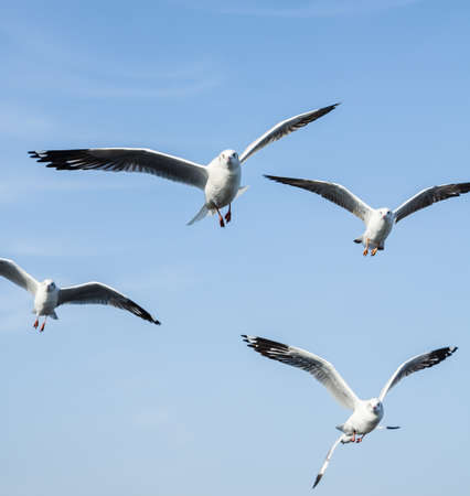 group of flying seagull with clear blue skyの写真素材