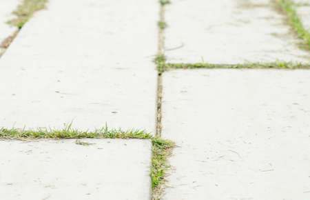 pattern of pavement in the garden