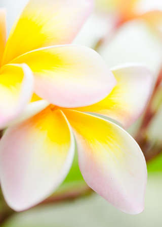 close up shot of Plumeria flowerの写真素材