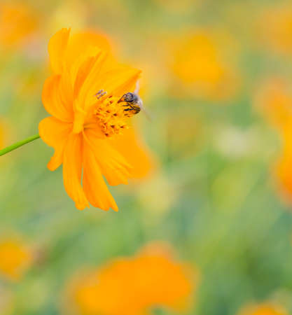 bee on the yellow flower