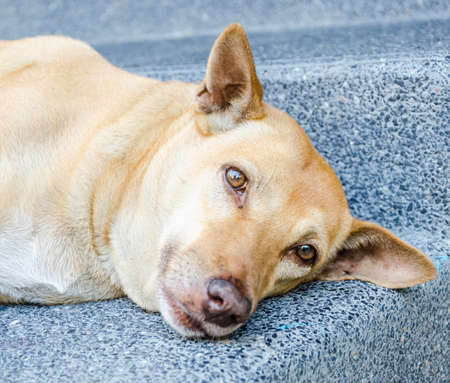 sad brown dog sleep on the floor