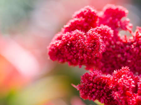 macro shot of red cockscomb flower