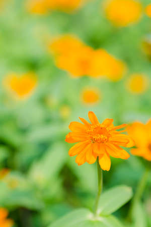 close up of orange marigold flower