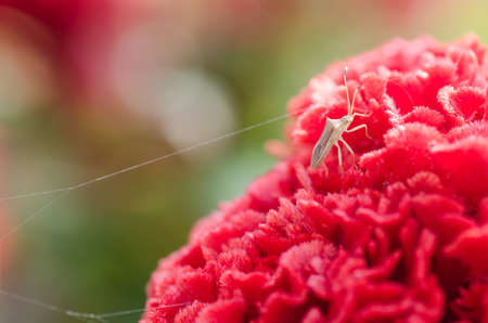 macro shot of insect on red cockscomb flowerの写真素材