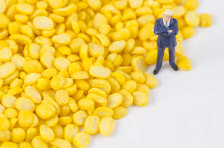 miniature businessman standing on bean seedの写真素材