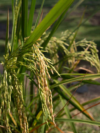 Close up in autumn and green or brown paddy rice plant.の写真素材