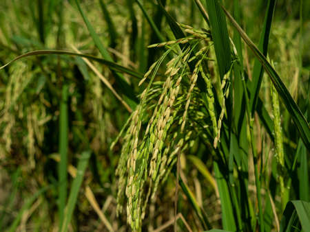 Close up in autumn and green or brown paddy rice plant.の写真素材