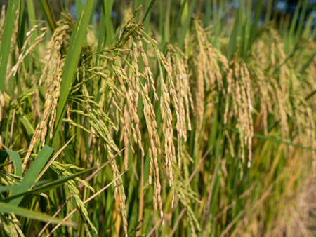 Close up in autumn and green or brown paddy rice plant.の写真素材