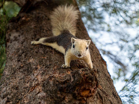 Squirrel dark brown color on a tree.の写真素材