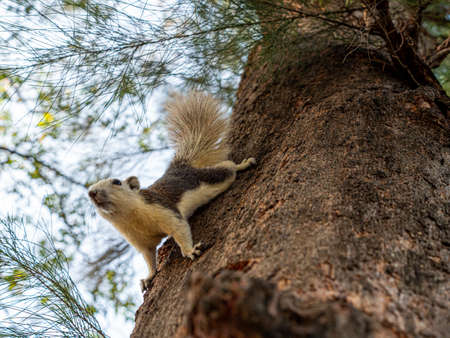 Squirrel dark brown color on a tree.の写真素材