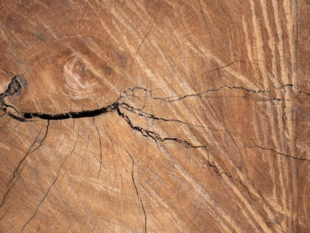 Natural old wood texture of tree stump vintage background.の写真素材