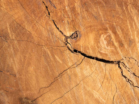 Natural old wood texture of tree stump vintage background.の写真素材