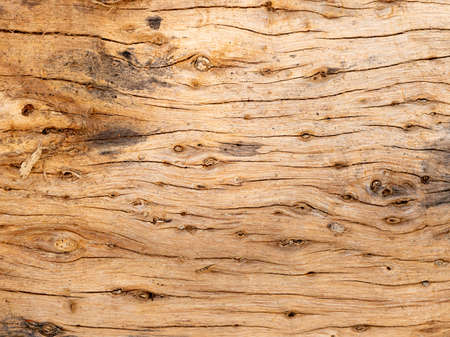 Natural old wood texture of tree stump vintage background.