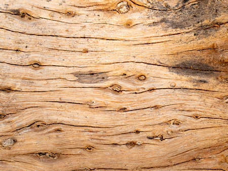 Natural old wood texture of tree stump vintage background.の写真素材