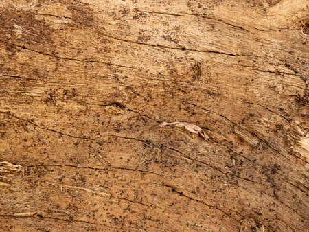 Natural old wood texture of tree stump vintage background.の写真素材