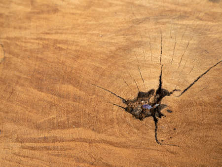 Natural old wood texture of tree stump vintage background.の写真素材