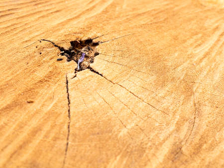 Natural old wood texture of tree stump vintage background.の写真素材