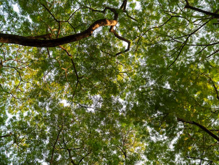 Tree green leaf backlit background and fresh tree foliage in the forestの写真素材