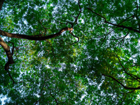 Tree green leaf backlit background and fresh tree foliage in the forestの写真素材