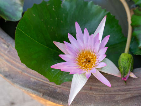 Beautiful lotus flower in blooming.の写真素材