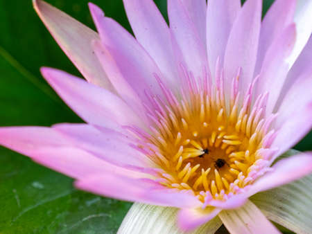 Beautiful lotus flower in blooming.の写真素材