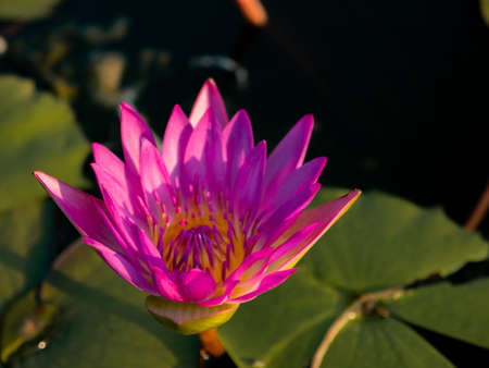 Beautiful lotus flower in blooming.の写真素材